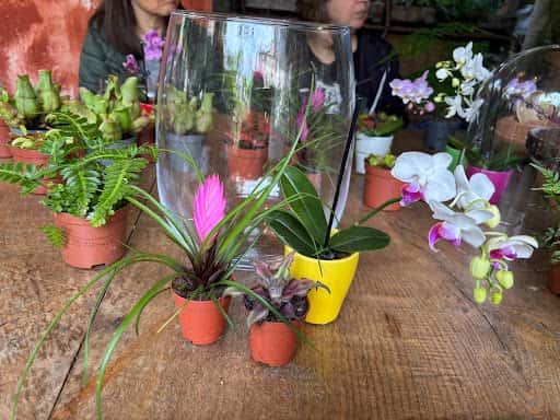 INDIGO: botánica y terrarios en Pontevedra