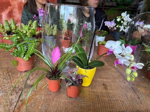 INDIGO: botánica y terrarios en Pontevedra
