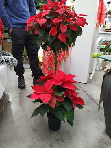 A Nosa Planta: plantas exóticas y jardinería en Salcedo