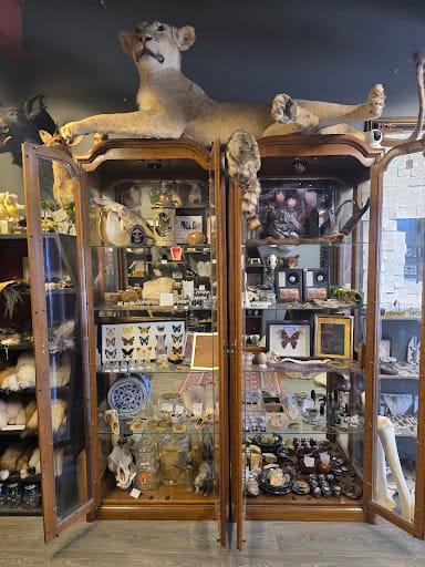 Velvet Coffin Oddities: taxidermia tica y curiosidades