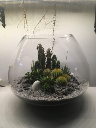 Kokedamas Rubio: diseño botánico y terrarios artesanales