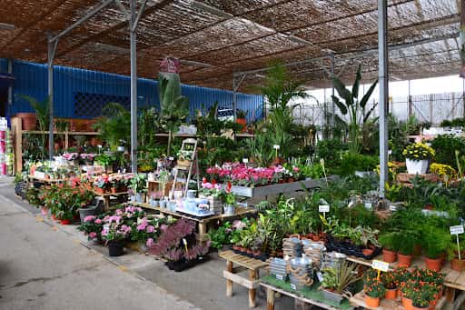 Eden Garden: plantas exóticas y terrarios en Dos Hermanas