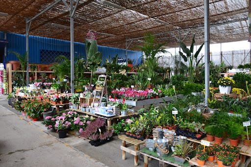 Eden Garden: plantas exóticas y terrarios en Dos Hermanas