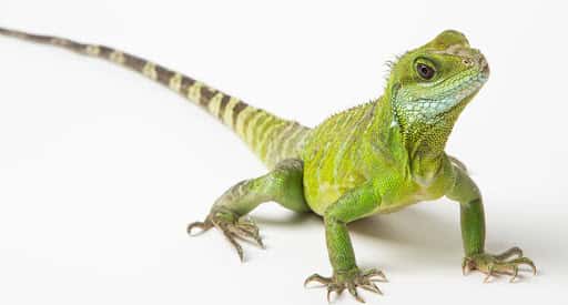 Rep Tylers: reptiles y animales exóticos en Brighton