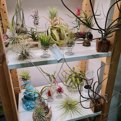 Planta y Trasplanta: plantas exóticas y terrarios en Delicias