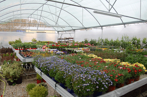 Mil y Pico Plantas: plantas exóticas y terrarios en Logroño
