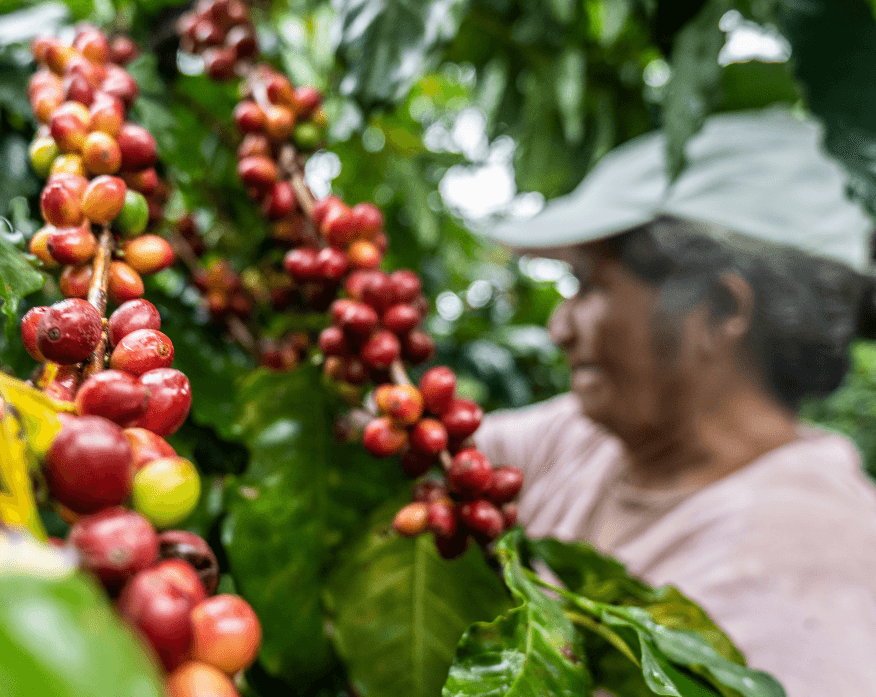 Encuentro abierto con productores de café de El Salvador
