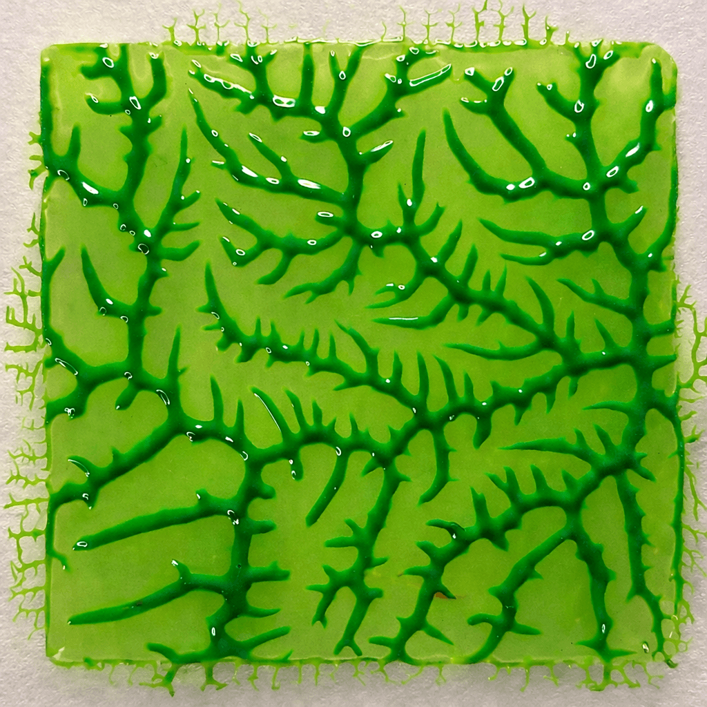 Memoria foliar. Taller de fitogramas y revelado con plantas