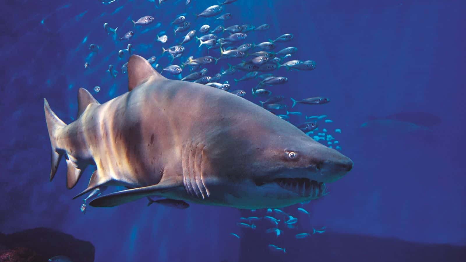 Tiburones: no siempre es lo que ves