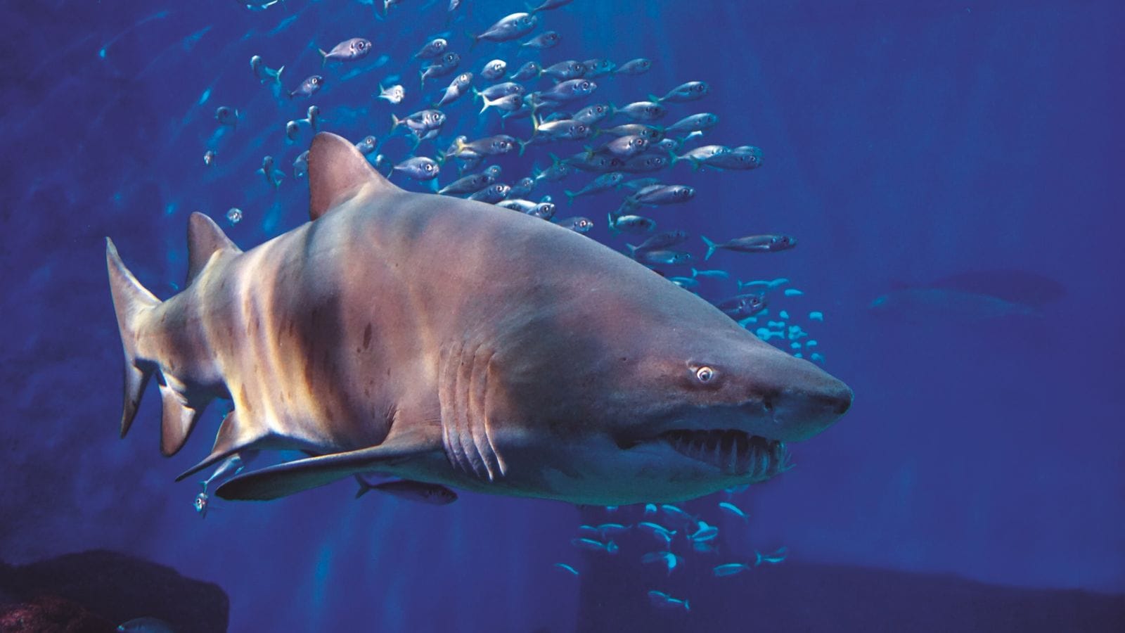 Tiburones: no siempre es lo que ves