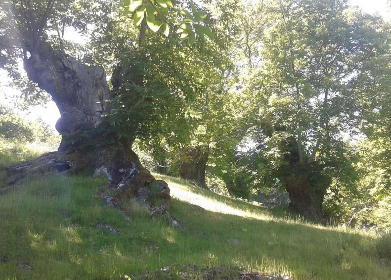 Habitar la huella: Rastro, memoria e identidad