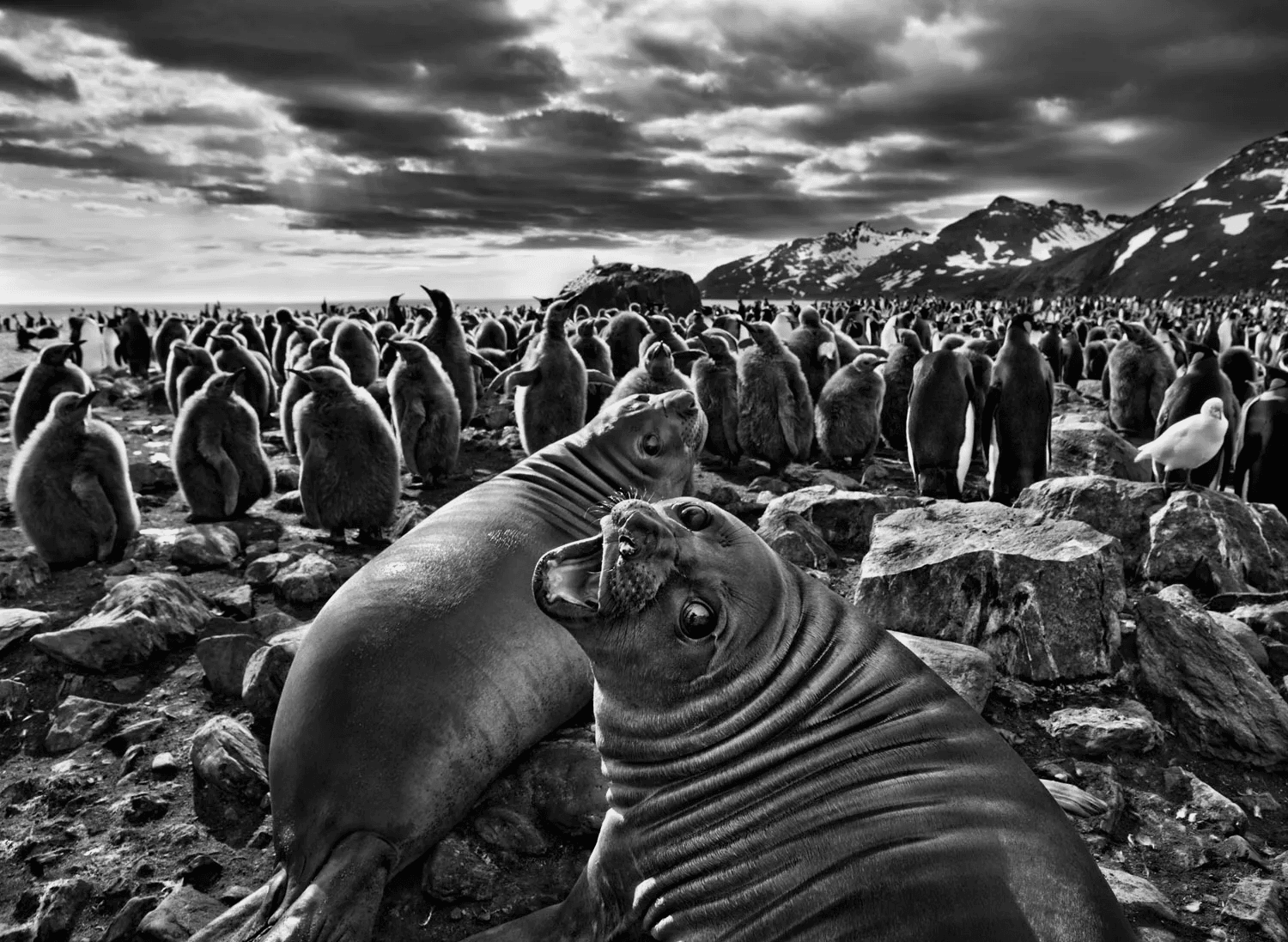 Aqua Mater - Sebastião Salgado