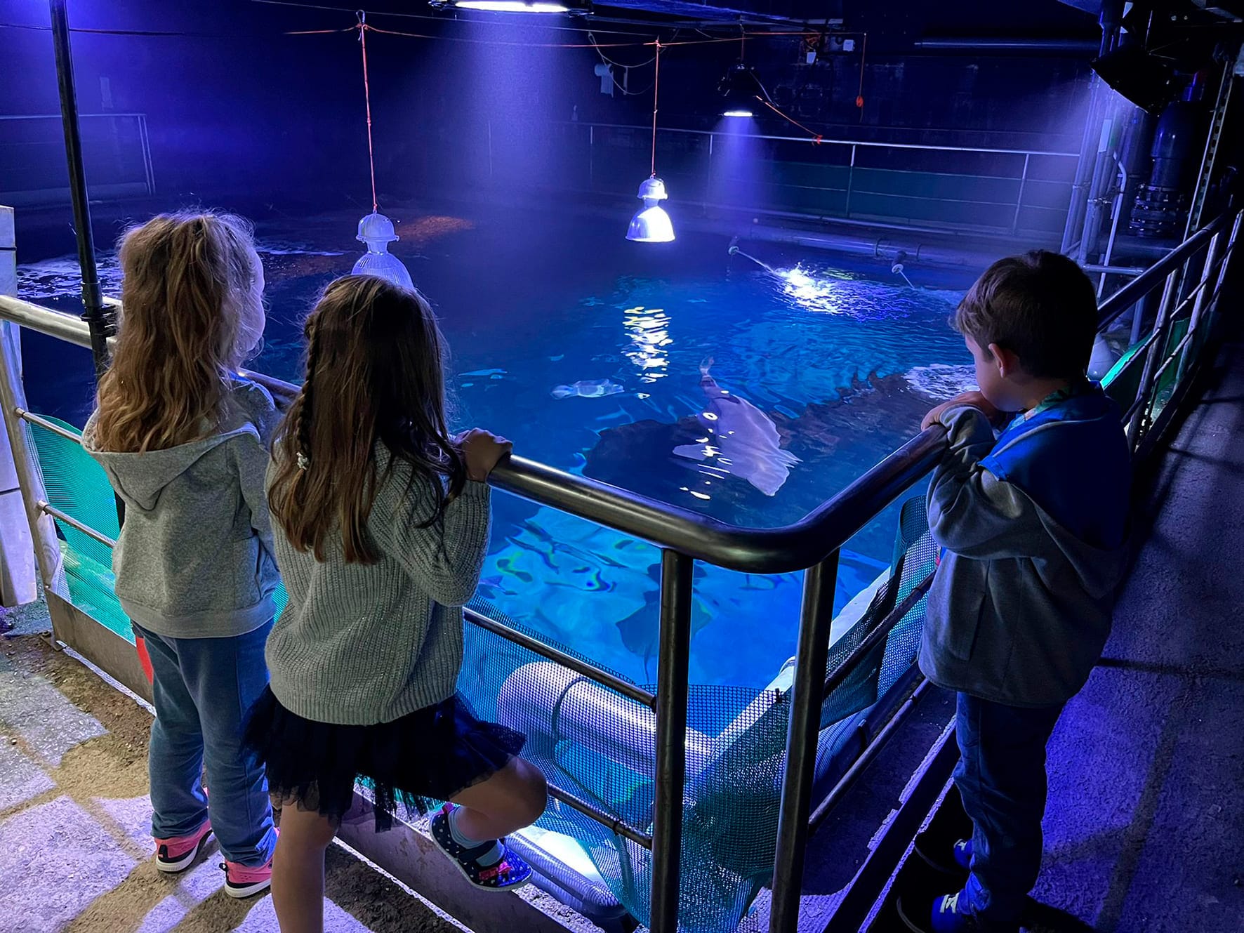 El Acuario de Gijón: recuperación marina y ocio familiar