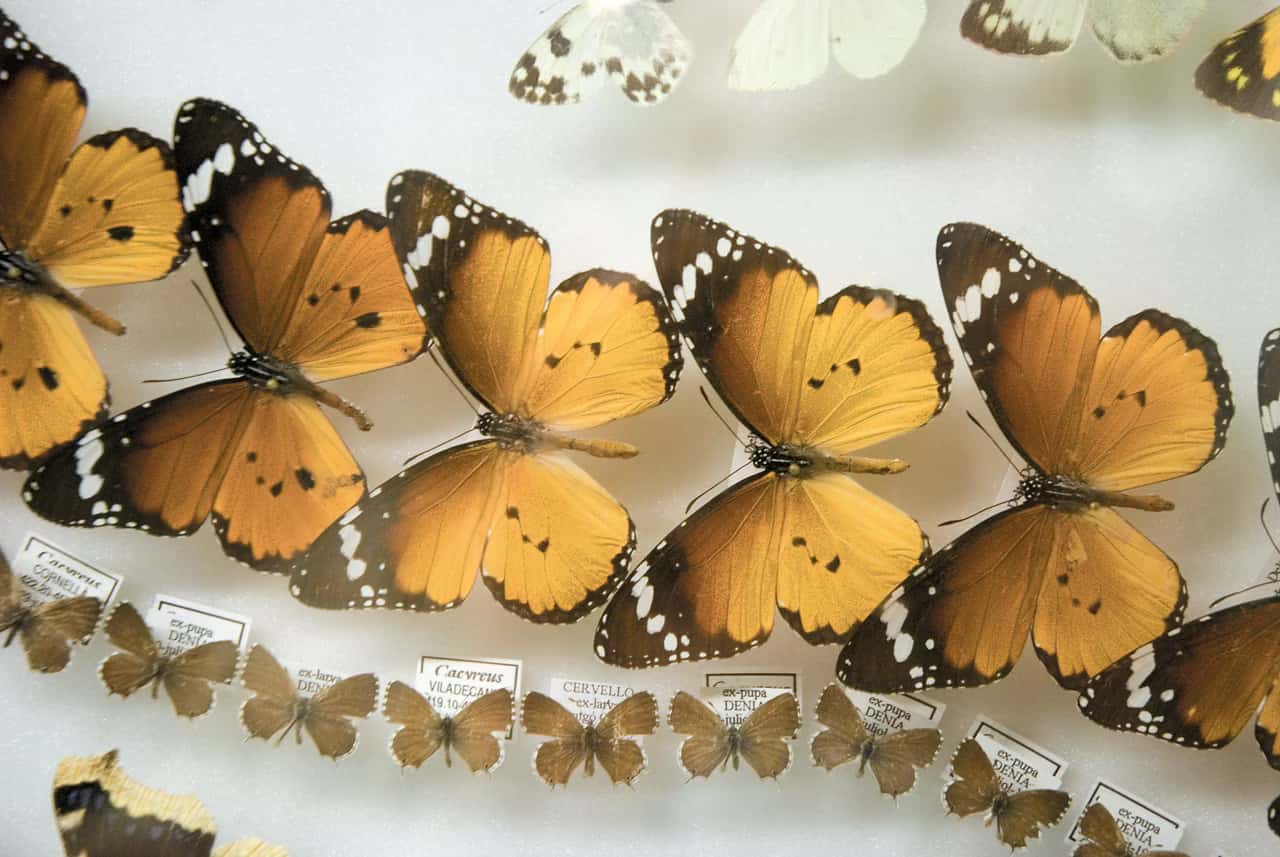 Exposición Les papallones