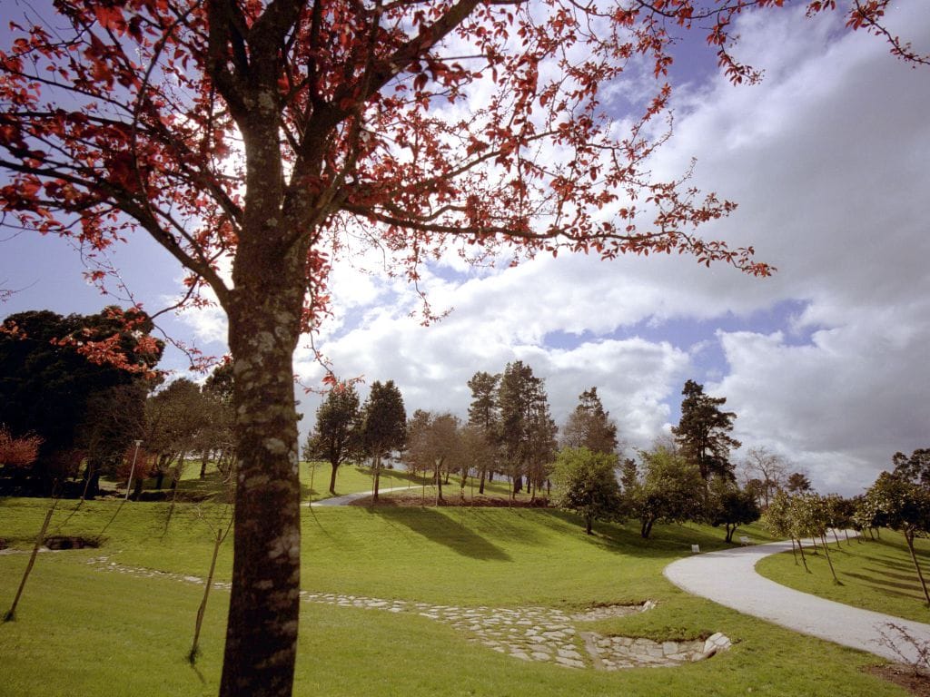 Ruta de primavera: árboles en flor en los parques de Santiago