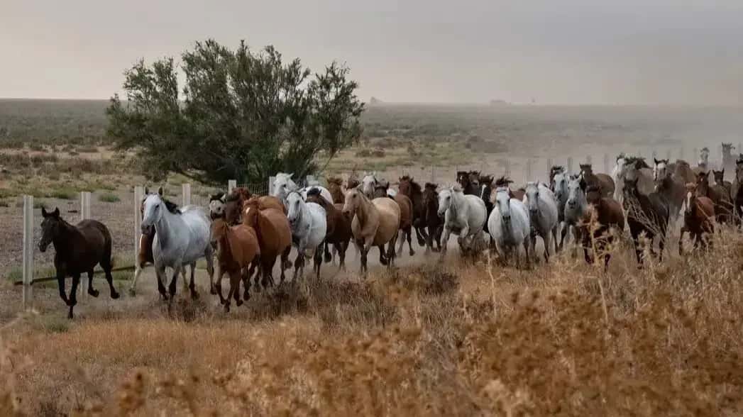 La Recogida de las Yeguas de Hinojos en Doñana