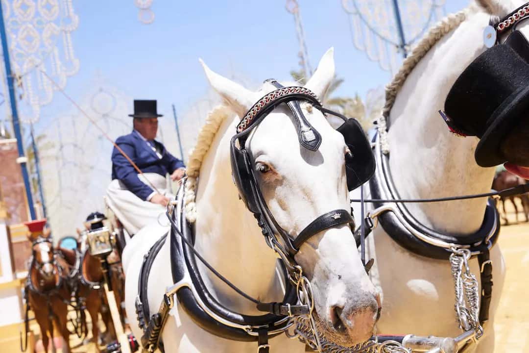 La Parada Hípica llena Jerez el viernes 18 de septiembre