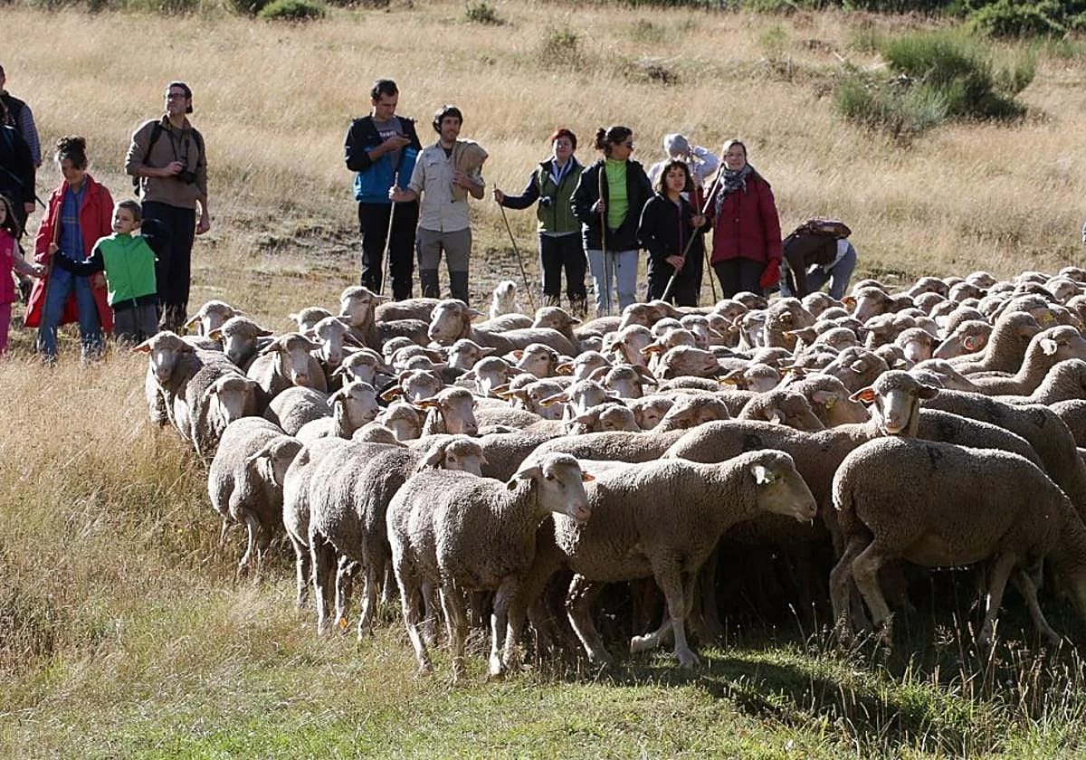 La trashumancia cumple 20 años: 600 ovejas hasta Piqueras