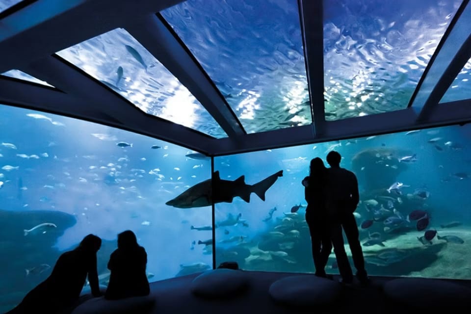 Calvià y el Aquarium devuelven tortugas al mar