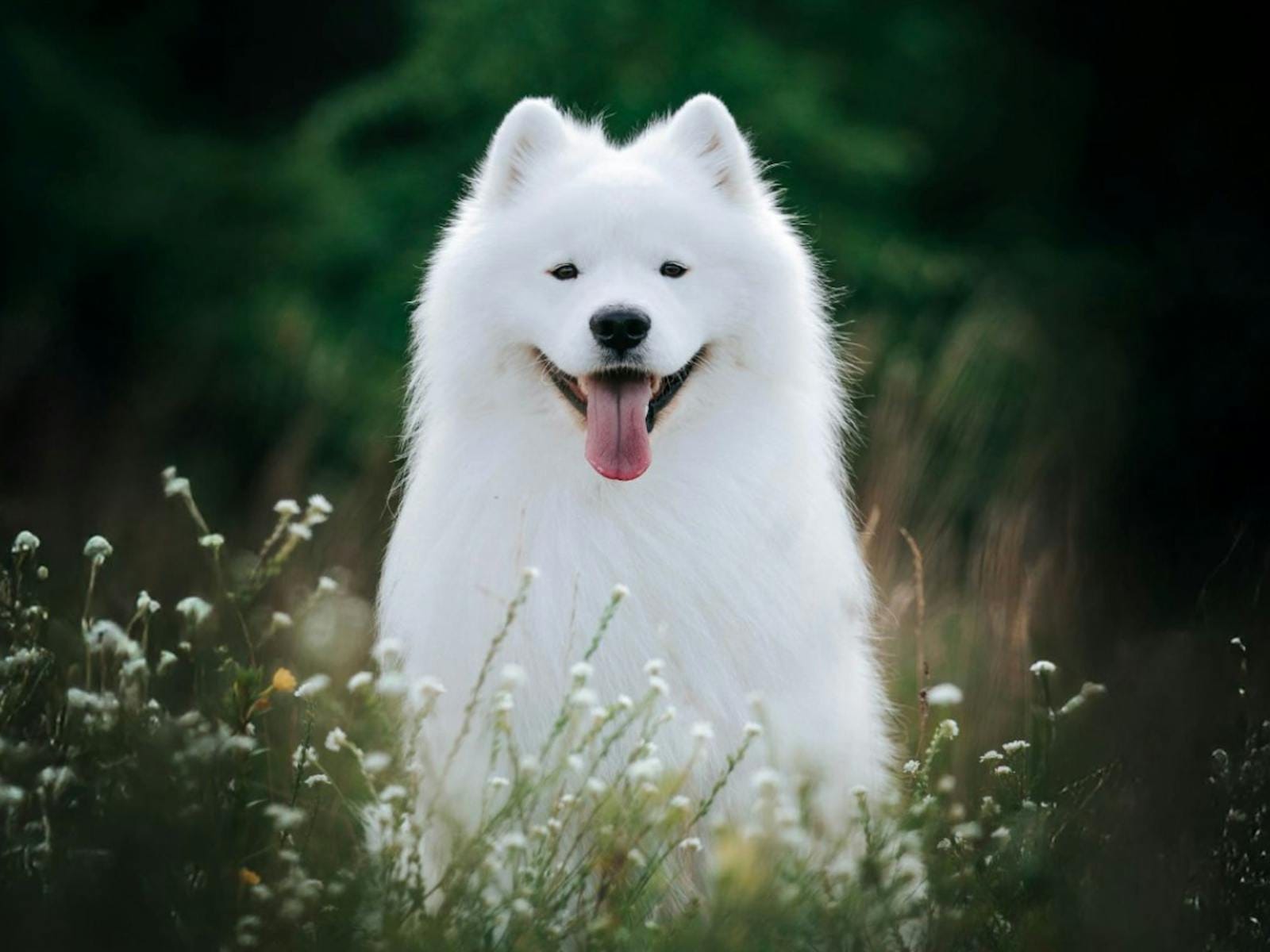 Top Dog Film Festival lands in Newcastle on 2 August