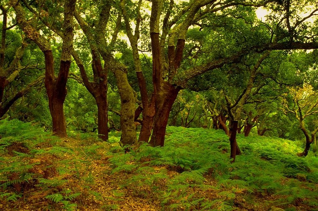 La berrea del ciervo en Los Alcornocales