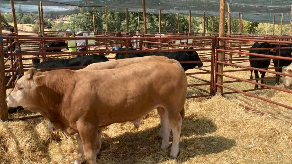 Feria de Ganado de Piedrahíta: del 24 al 26 de agosto