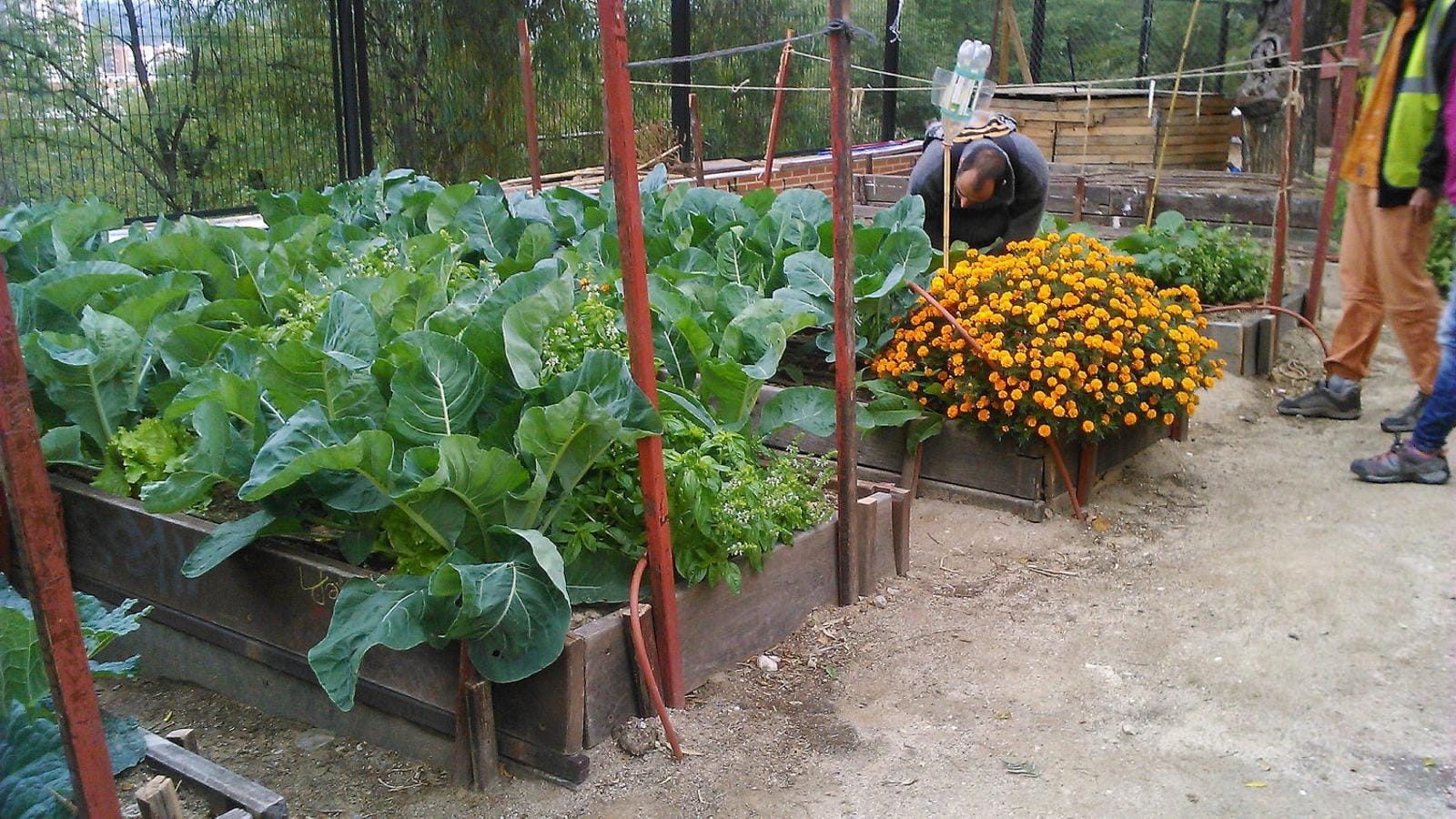 Taller Verd a la ciutat: inicia't a l'hort urbà