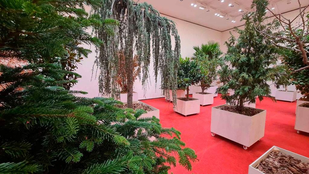 Asad Raza: Errosekuentzia (Zuhaiztia) / Secuencia de raíz (Bosquecillo)