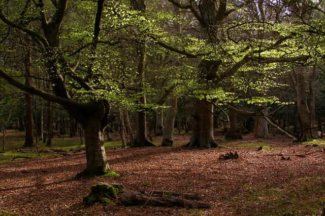 Save on a New Forest family day out this summer