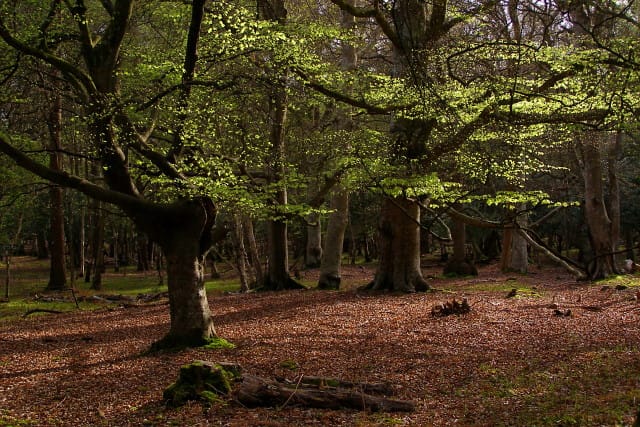 A top-150 campsite 45 minutes from Southampton