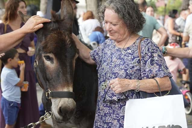 La Noche de los Burros celebra su XX edición en La Laguna