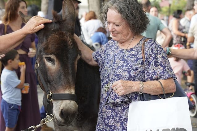 La Noche de los Burros celebra su XX edición en La Laguna