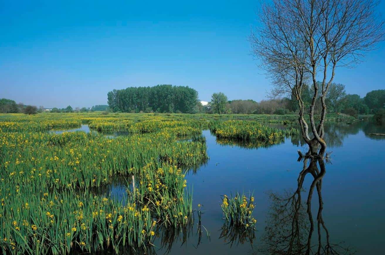 Rutas de avistamiento de aves en familia cerca de Vitoria