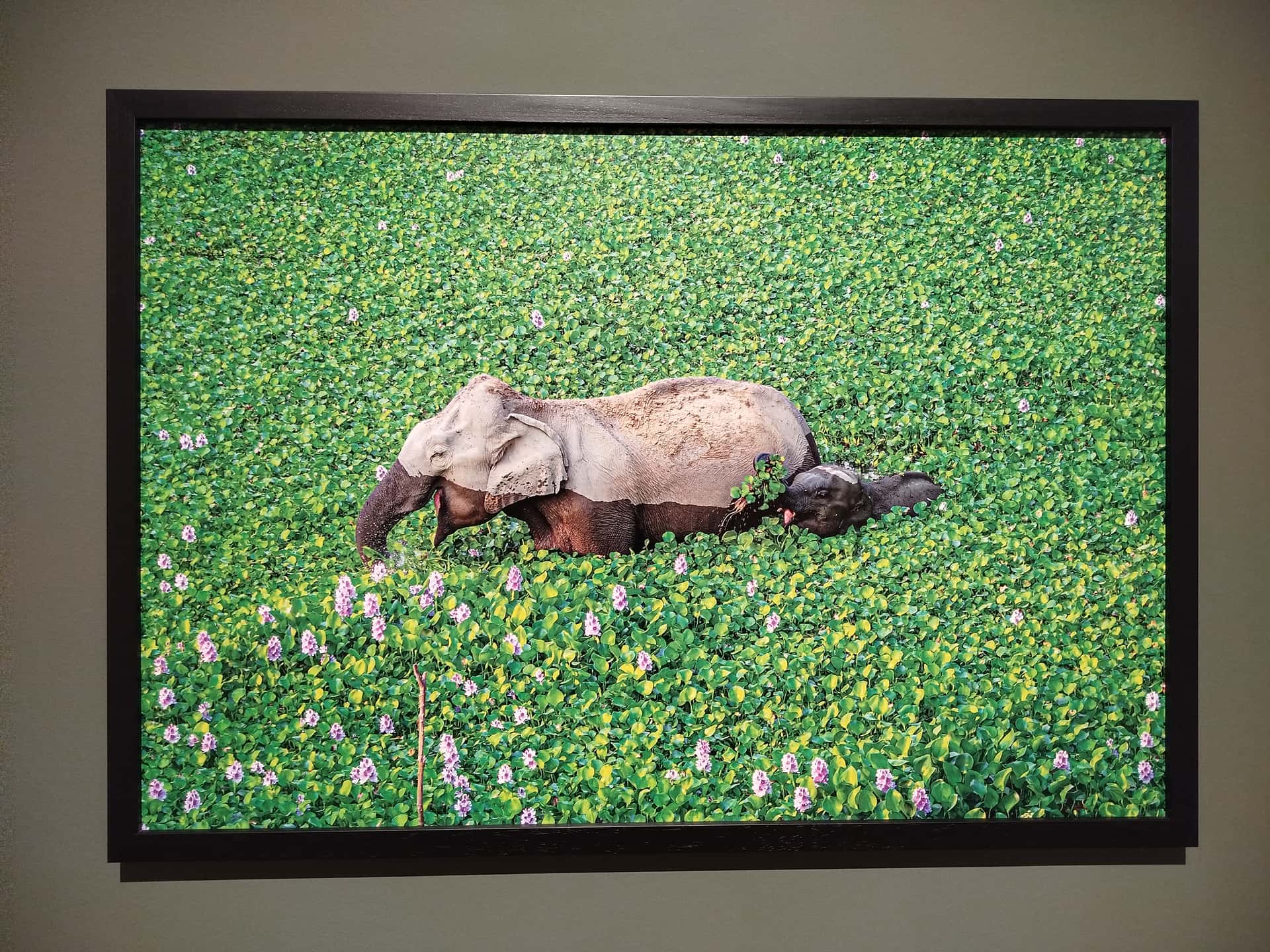 Comedy Wildlife: 60 fotos divertidas en Ribadavia