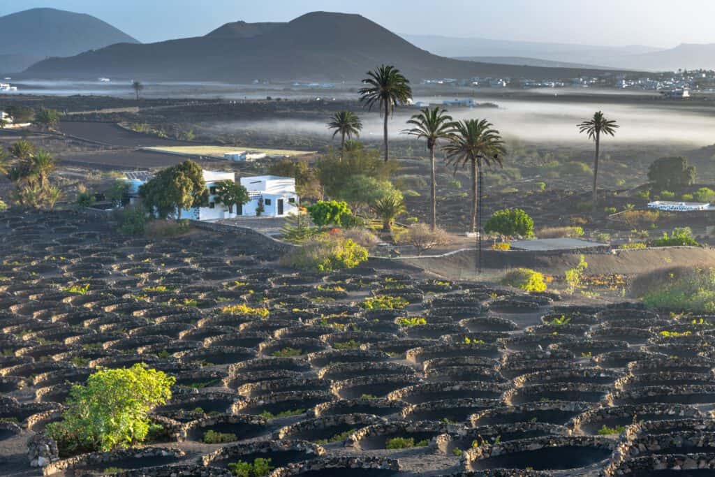La vendimia de La Geria, entre volcanes y vino