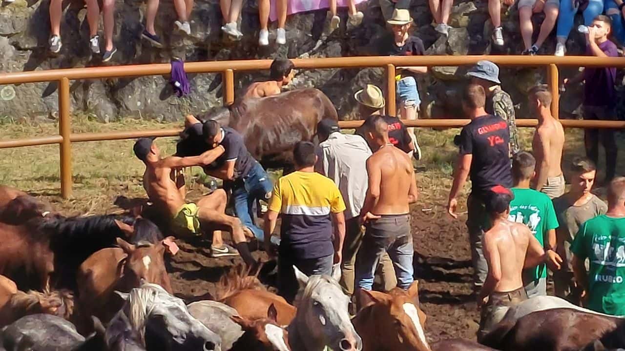 La Rapa das Bestas regresa al Monte Acibal