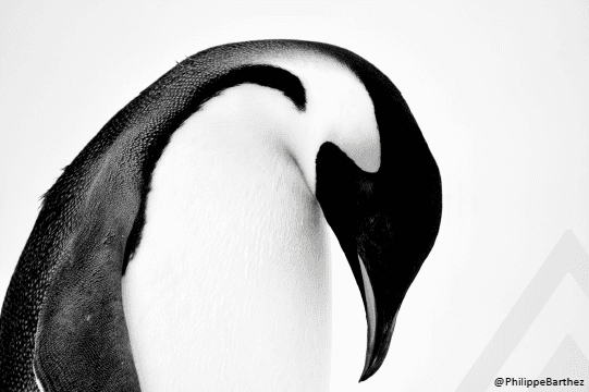 Exposición fotográfica Antártica de Philippe Barthez