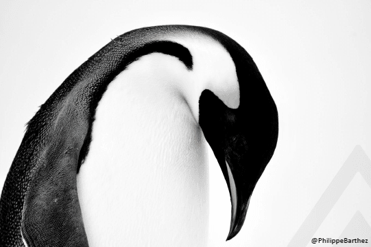 Exposición fotográfica Antártica de Philippe Barthez