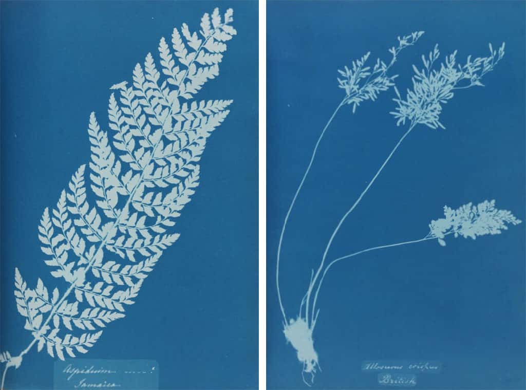 De Anna Atkins al siglo XXI. Photoencuentro con Tamara Garc铆a