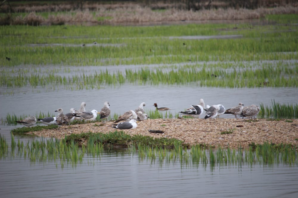 Recorrido naturalístico: Salburua y sus aves