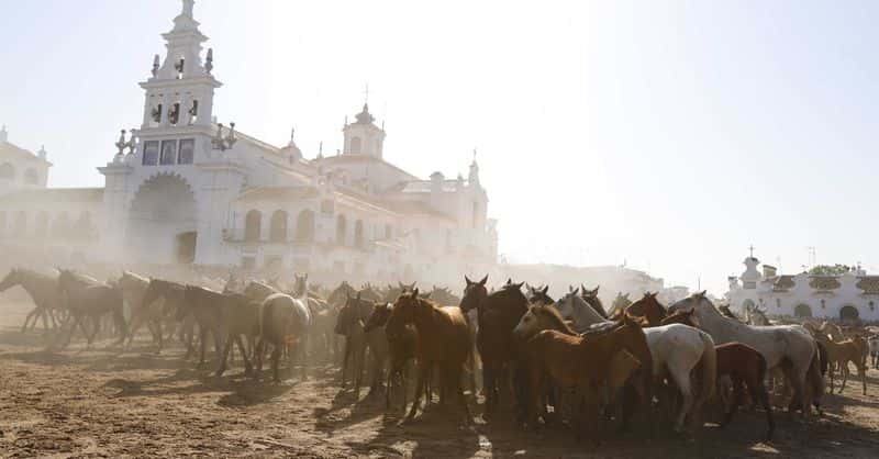 La Recogida de las Yeguas: más de 400 caballos en Hinojos