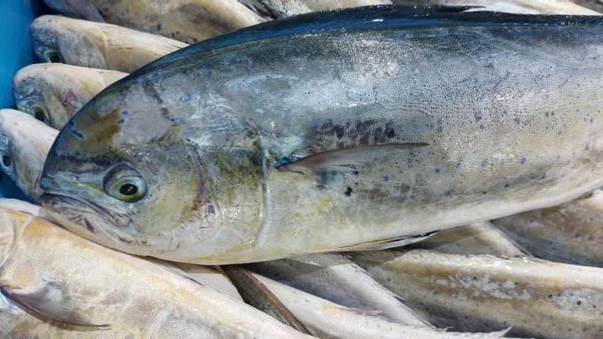 La temporada de llampuga arranca en Baleares