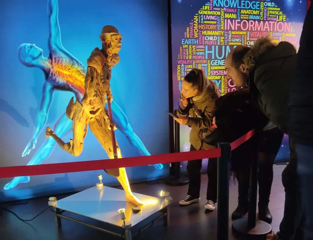Guía para visitar la exposición Bodies Evolution en Valladolid