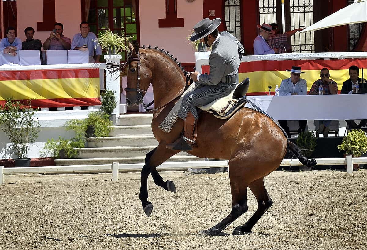 XX Copa de S.M. el Rey de Doma Vaquera