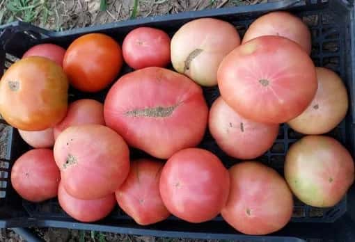 El tomate rosa de Alcolea: la joya que Córdoba adora
