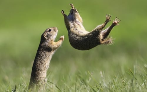Risas salvajes en Pontevedra: Comedy Wildlife en sus últimos días