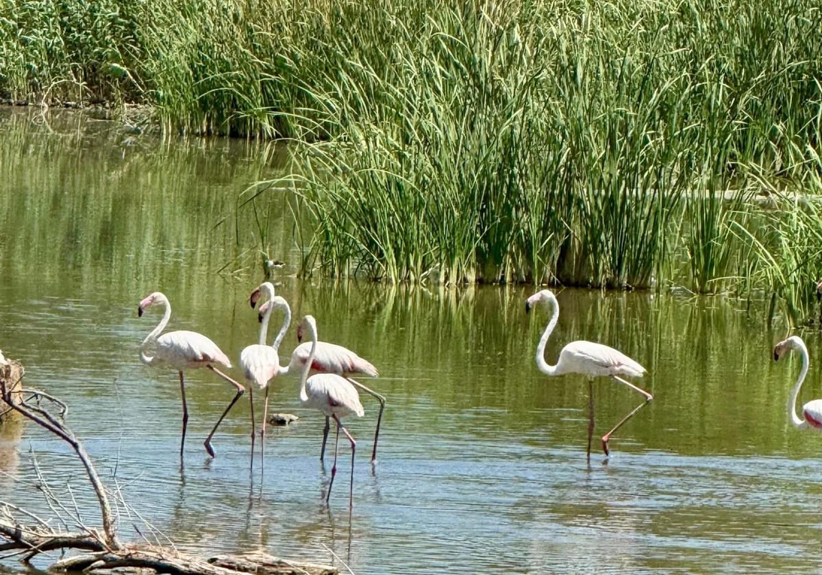 La Laguna de Fuente del Rey: aves gratis en Dos Hermanas