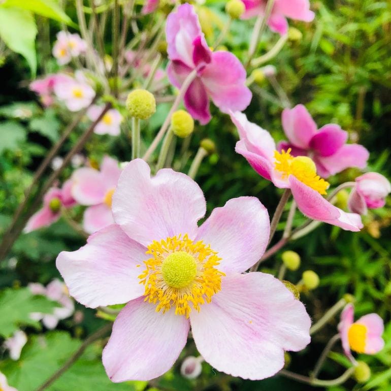 The Wickham Garden Show Returns to Rookesbury Park