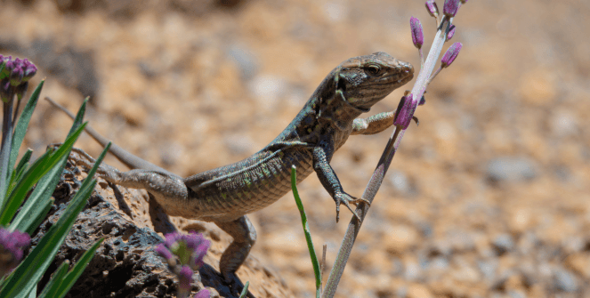 Exposición fotográfica 'Pura Biodiversidad Canaria'