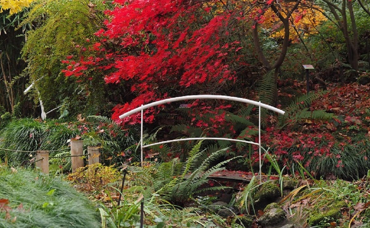 La Isla: el nuevo rincón del Jardín Botánico de Gijón